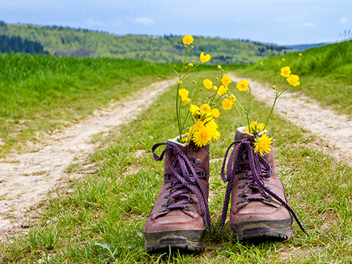 Wanderschuhe mit Blumen auf Feldweg