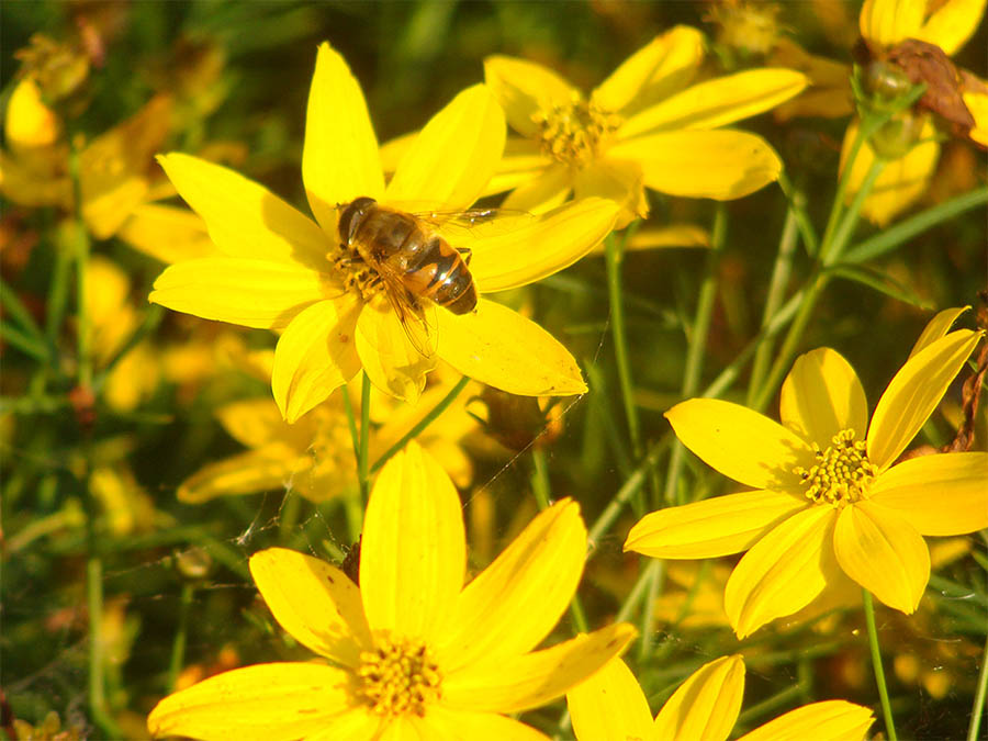 Biene auf gelber Blüte