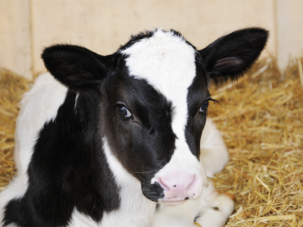 Kalb liegend im Stall