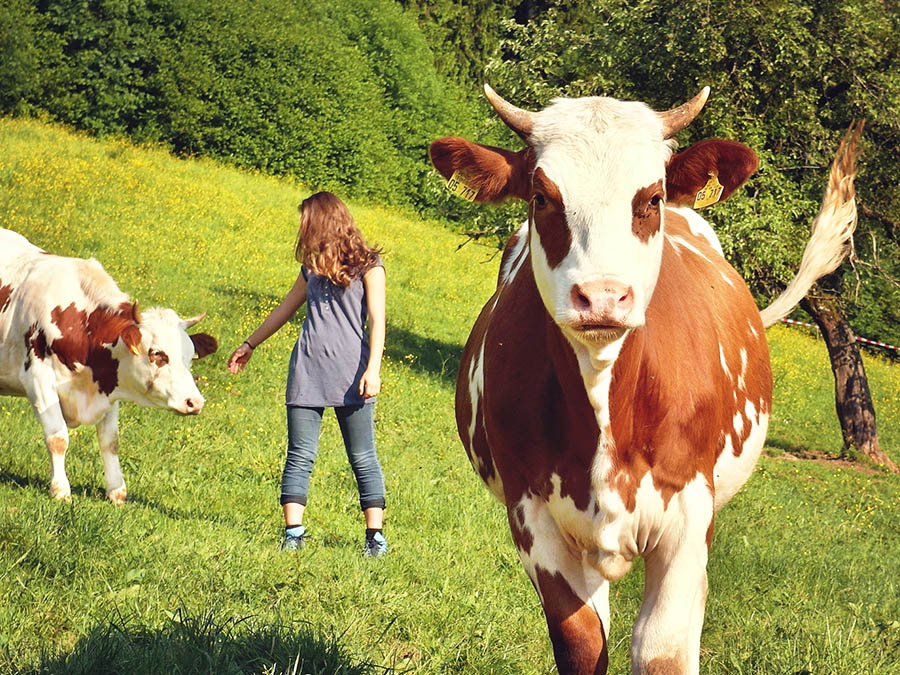 Kuh und Mädchen auf der Weide