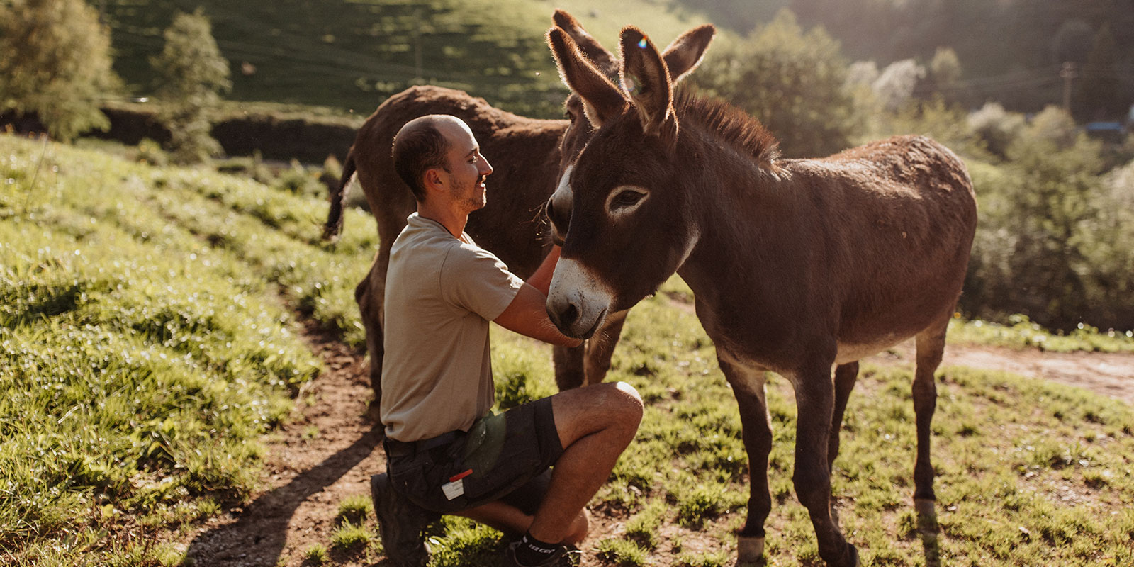 Sonnenuntergang mit Esel